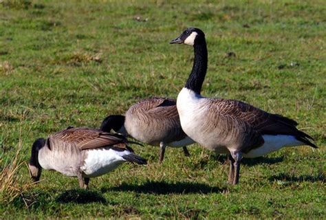 Canadian-Goose - Birds Flight