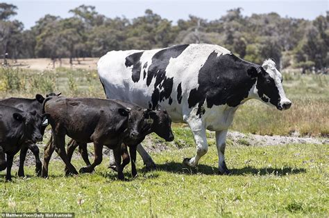 Big Moo, once Australia's biggest cow, dies after short illness | Daily ...