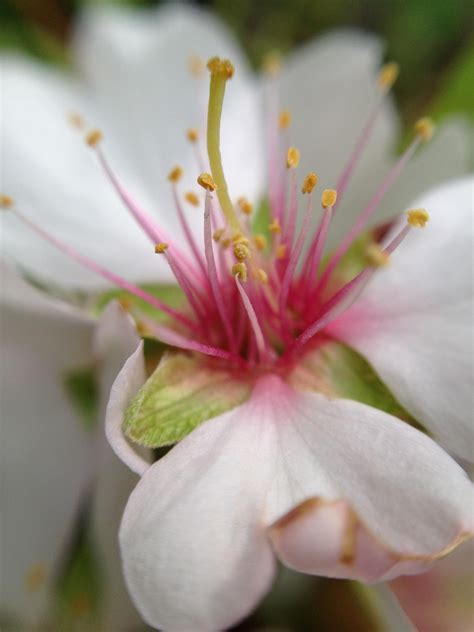 Photo of the Day – Almond tree flower | Flowers, Almond tree, Tree