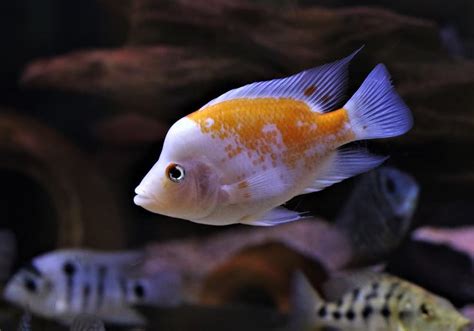 Red Devil Cichlid 101: Care, Diet, Tank Size, Tank Mates & More ...