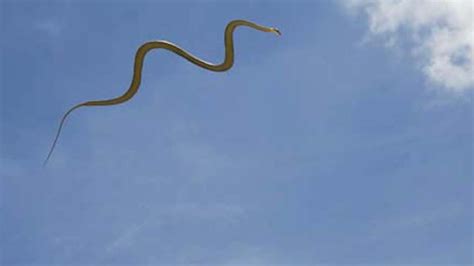 Flying snakes? Here’s how they can glide through the air | WFLA