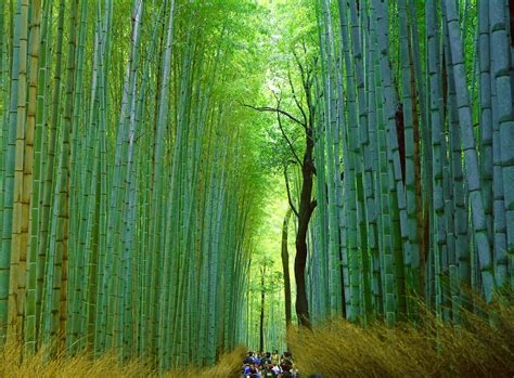 Find your inner zen at Arashiyama’s Sagano Bamboo Forest, Kyoto ...