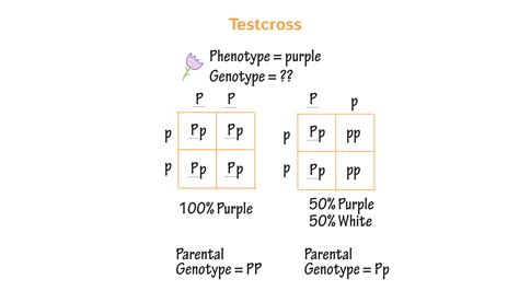 How Do You Determine An Unknown Genotype - slidesharetrick