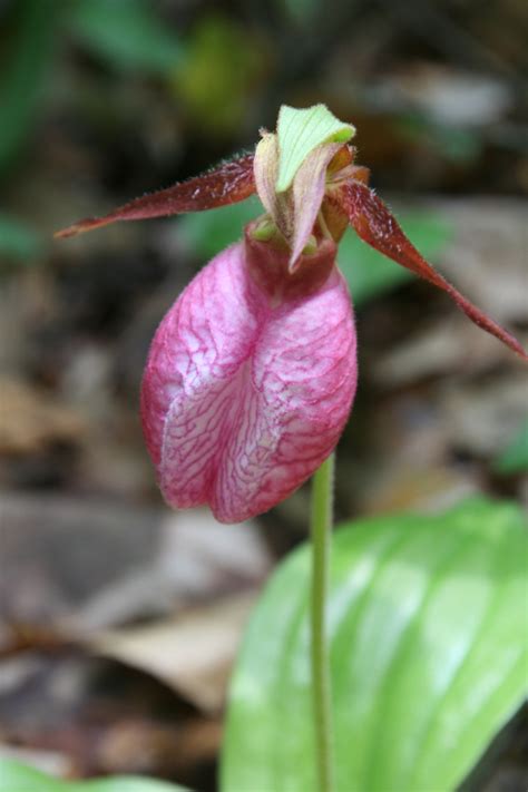 David Albeck's Photos of Lady's-Slipper Orchids