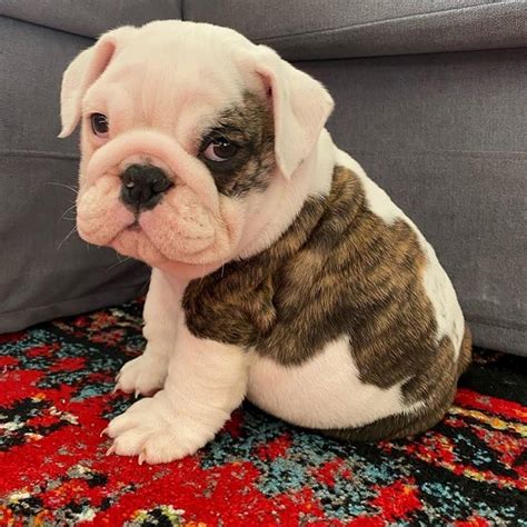 Top Teacup Bulldog Puppies of all time Don t miss out | bulldogs