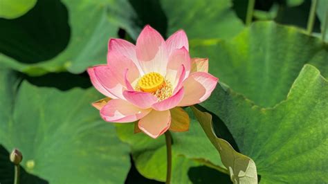 Lotus Flower Life Span | Best Flower Site