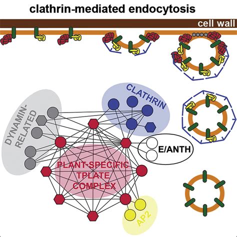 The TPLATE Adaptor Complex Drives Clathrin-Mediated Endocytosis in ...