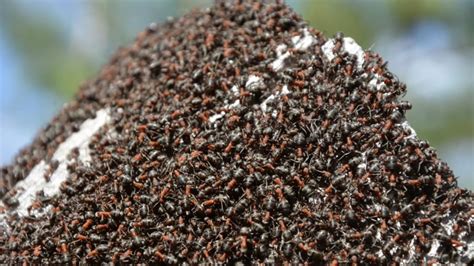 Ant Colonies Earn Their 'Superorganism' Reputation | Mental Floss