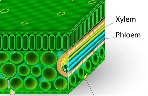 ️ Xylem examples. Xylem. 2019-02-24