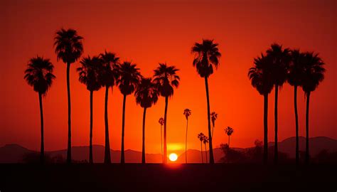 dramatic palm tree silhouette of desert sunset Generative AI 32174053 ...