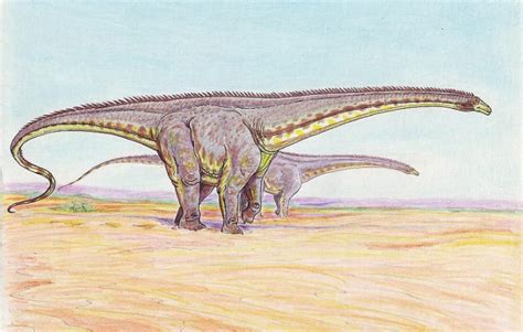 10 Things You Might Not Know About Diplodocus | Mental Floss