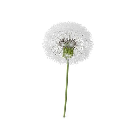 Dandelion PNG Image | PNG All