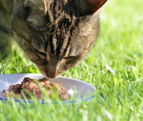 Exclusive: Make Your Own healthy cat food ! Step By Step | globehealthy