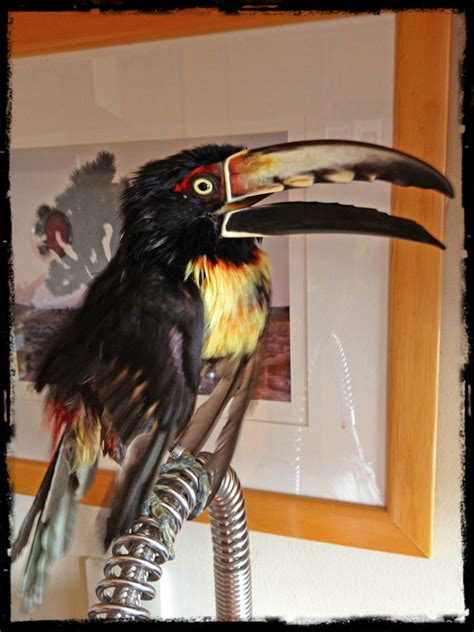 Meet Rafi the Collared Aracari: Toucan Species Special Feature ...