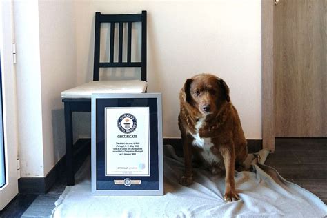 30-Year-Old Dog Bobi Named Guinness World Records' Oldest Dog Ever