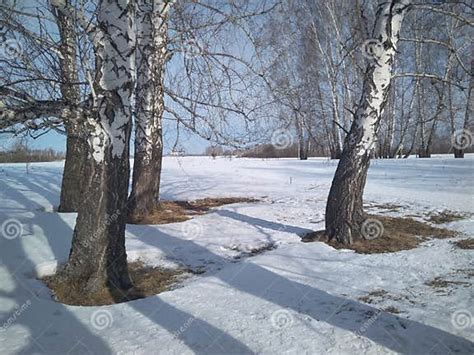 Winter Landscape in the Forest with Snow in Siberia with Nature for the ...