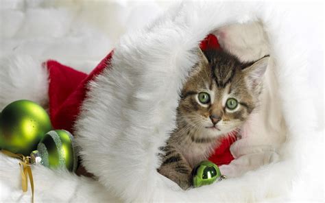 Kittens In Winter Wallpapers - Wallpaper Cave