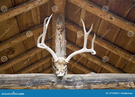 Mule deer antlers stock photo. Image of deer, cabin, skulls - 19733064