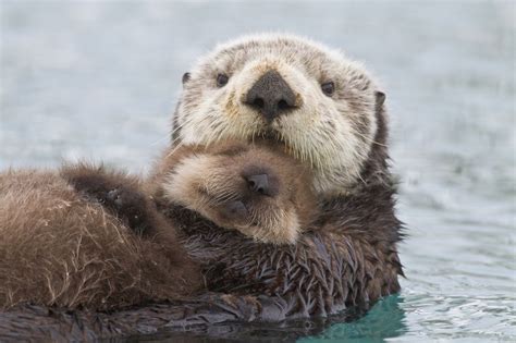 Female Sea otter holding newborn pup out of water, Prince William Sound ...