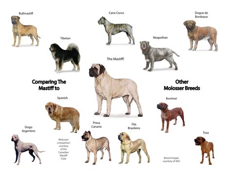 Canadian Mastiff Club - Identifying Molosser Breeds in 2022 | Mastiff ...