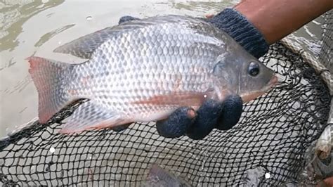 Jenis Pakan Ikan Mujair agar Cepat Besar dan Panen Melimpah