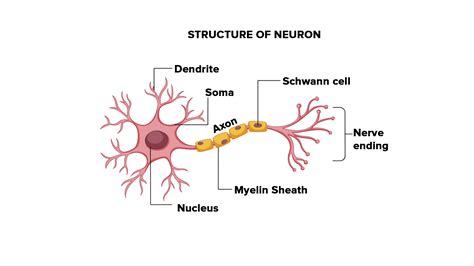 Draw a labelled diagram of a neuron.