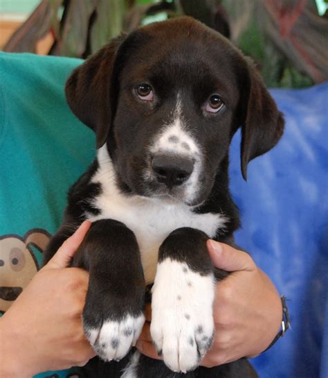 Adorable Border Collie mix puppies debuting for adoption today!