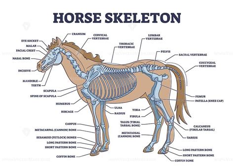 Horse skeleton with animal skeletal system and bone anatomy outline ...