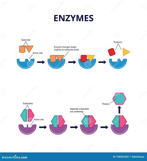 Enzyme Substrates and Active Sites, Chemical and Biological Processes ...