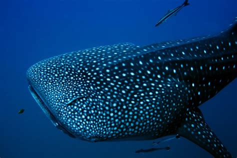 Observa de cerca al Tiburón Ballena en Holbox | gtoviaja | Revista de ...