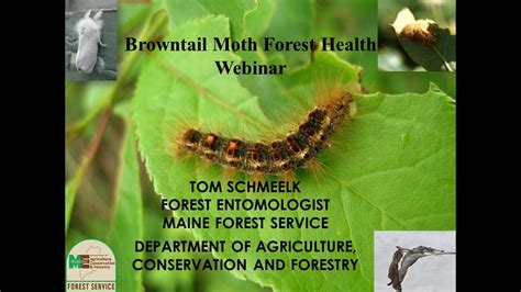 Browntail Moth in Maine - YouTube