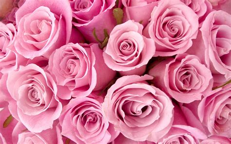 Special Pink Roses Wallpapers | HD Wallpapers | ID #8741