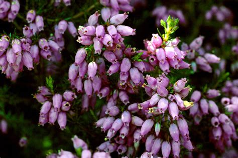 Erica (Ericaceae) image 5621 at PhytoImages.siu.edu