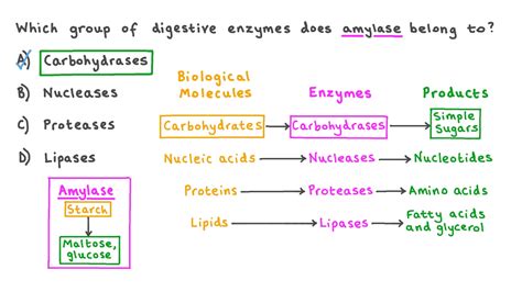 Question Video: Recalling the Group of Enzymes Which Amylase Belongs To ...