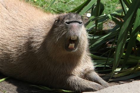 Capybara Teeth | Shelly Prevost | Flickr