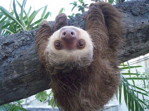 Picture 1 of 10 - Sloth (Choloepus Hoffmani) Pictures & Images ...