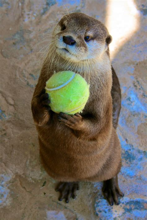 The Middle Flipper: Why You "Otter" Love Otters.