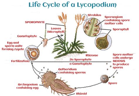 Pteridophytes Characteristics