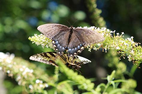 Two Beautiful Butterflies Pollination Photograph by John Lan | Fine Art ...