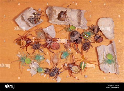 Paralysed spiders inside a mud-dauber wasp nest Stock Photo - Alamy