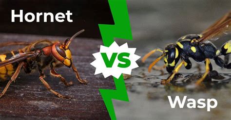 Hornet vs Wasp – วิธีบอกความแตกต่างใน 3 ขั้นตอนง่ายๆ | Newagepitbulls