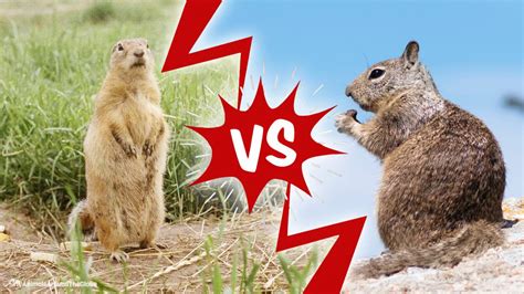 The Underground World: Gopher vs. Groundhog - Animals Around The Globe