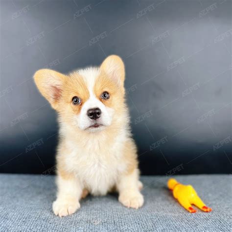 Bán Chó Corgi Thuần Chủng - Bảo Hành Toàn Diện 365 Ngày