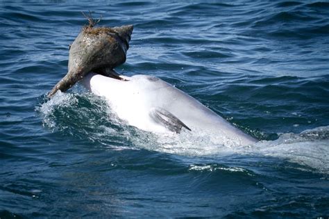 Dolphins Learn New Hunting Techniques by Watching Their Peers - Blue ...