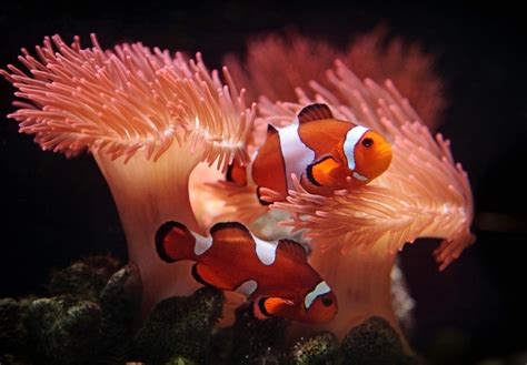 8 Popular Types of Clownfish (Clownfish Species Guide)