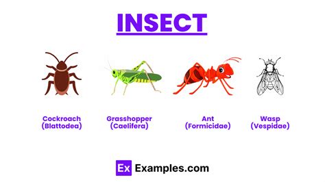 Arthropods, Definition, Example, Characteristics,, Facts