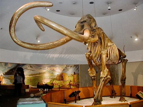 Mesozoic Musings at Jurassic Forest: Pleistocene Megafauna