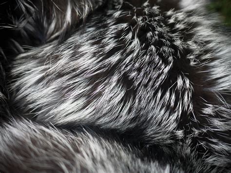 Grey Wolf Fur Stock in 2022 | Fur aesthetic, Silver fox, Fur