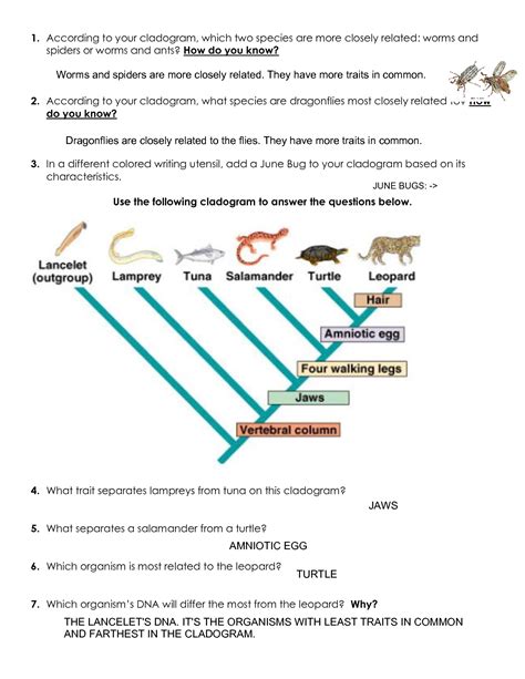 Free cladistics worksheet, Download Free cladistics worksheet png ...