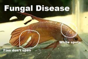 Betta Fish Diseases (Ultimate Guide With Pictures)